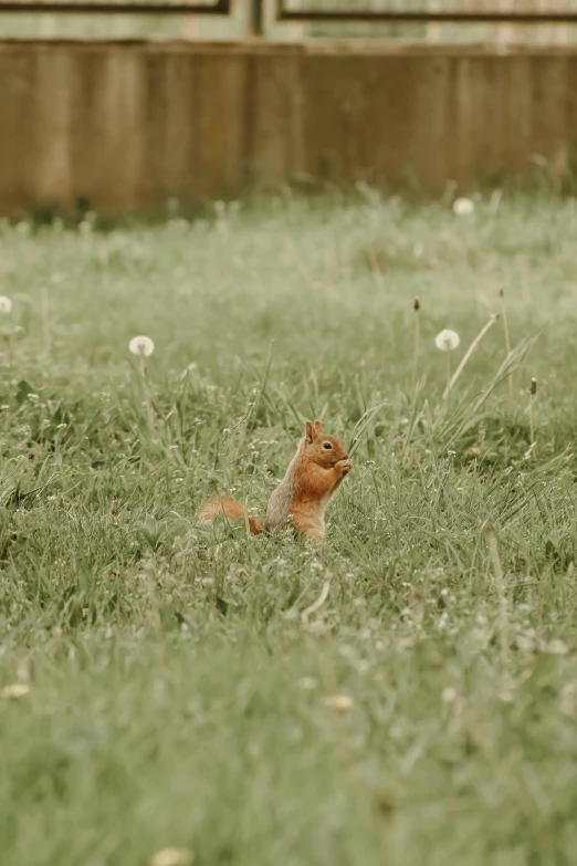 the small rodent is looking up and away from the camera