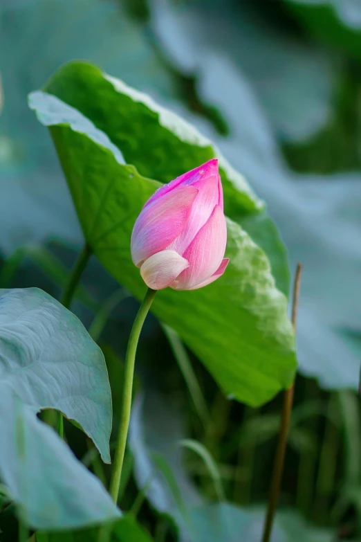 a pink flower growing in the middle of some water lily pads