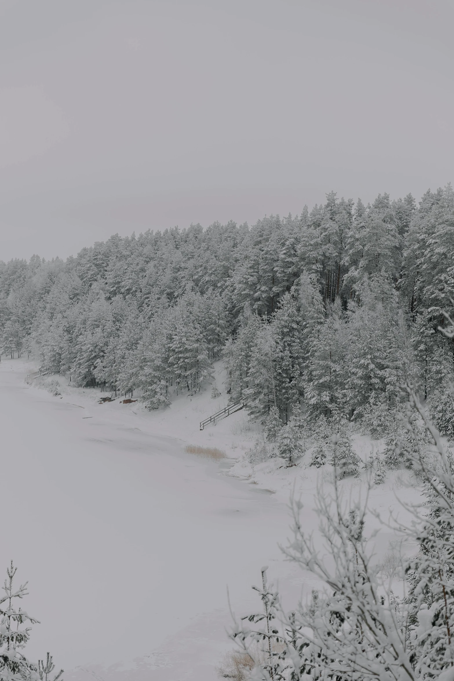 black and white po of trees and snow