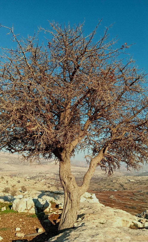 tree in a barren area with no leaves