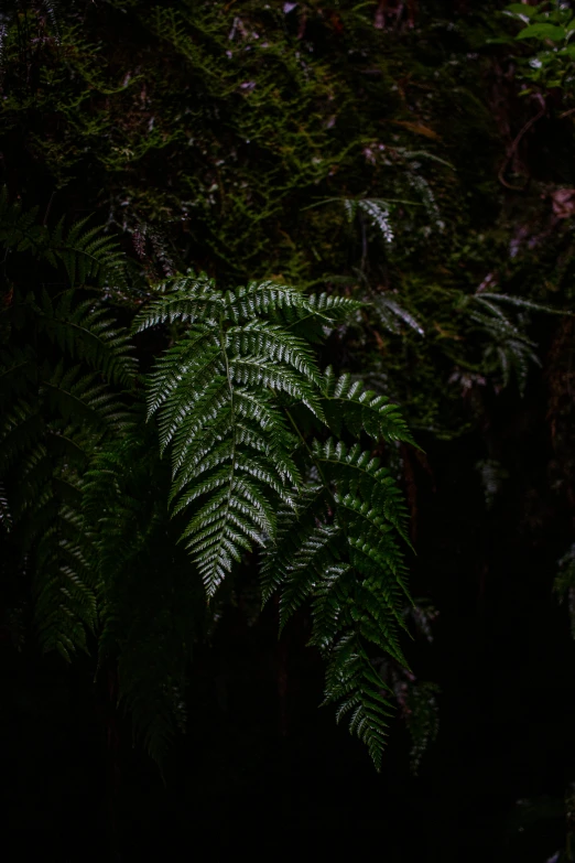 a dark forest has lots of greenery growing on it