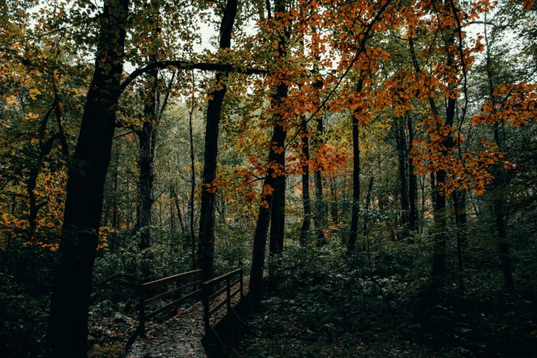 a bridge over water in the middle of an autumn forest