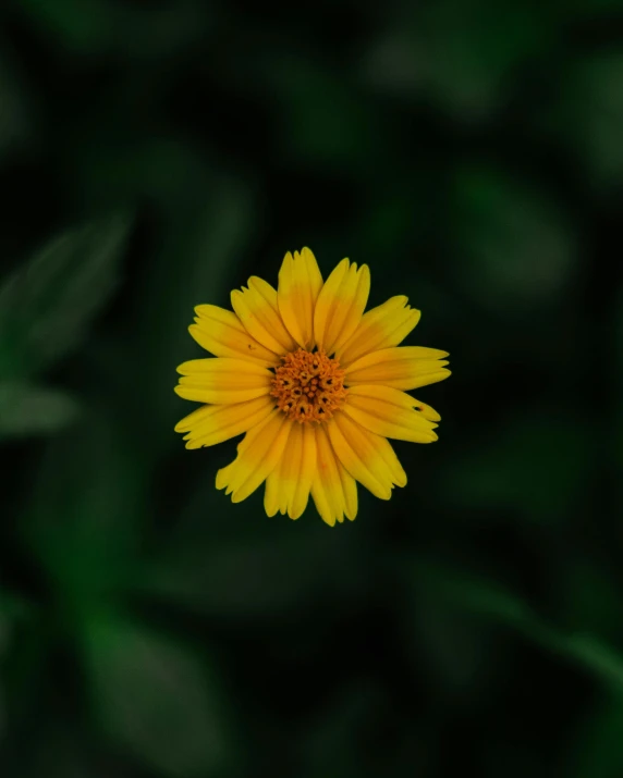 a yellow flower is in the green background