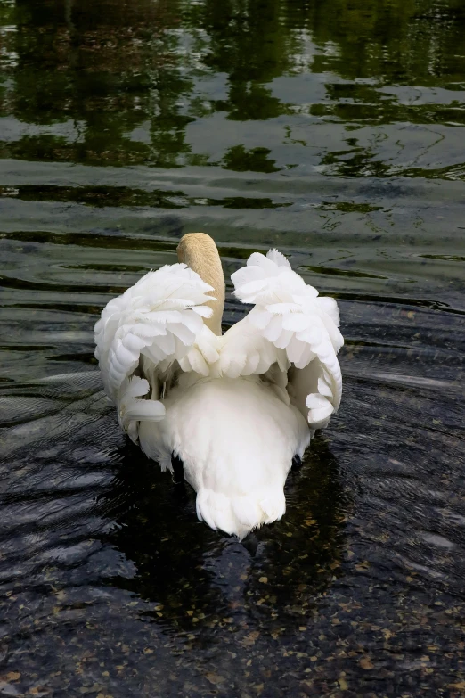 a white swan floating in some water