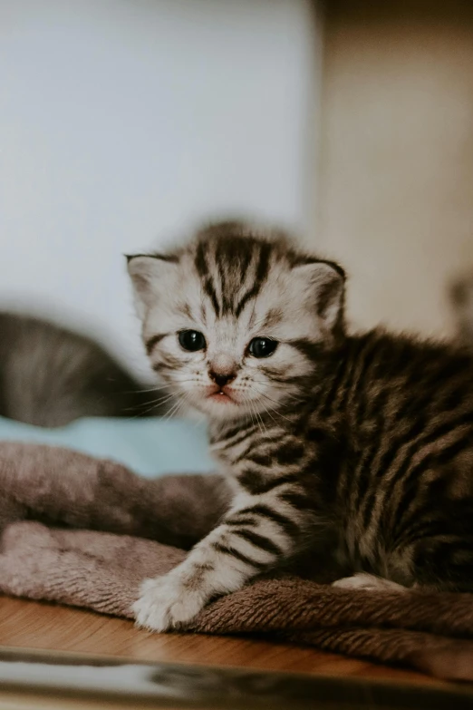 a small kitten on a bed looking at the camera
