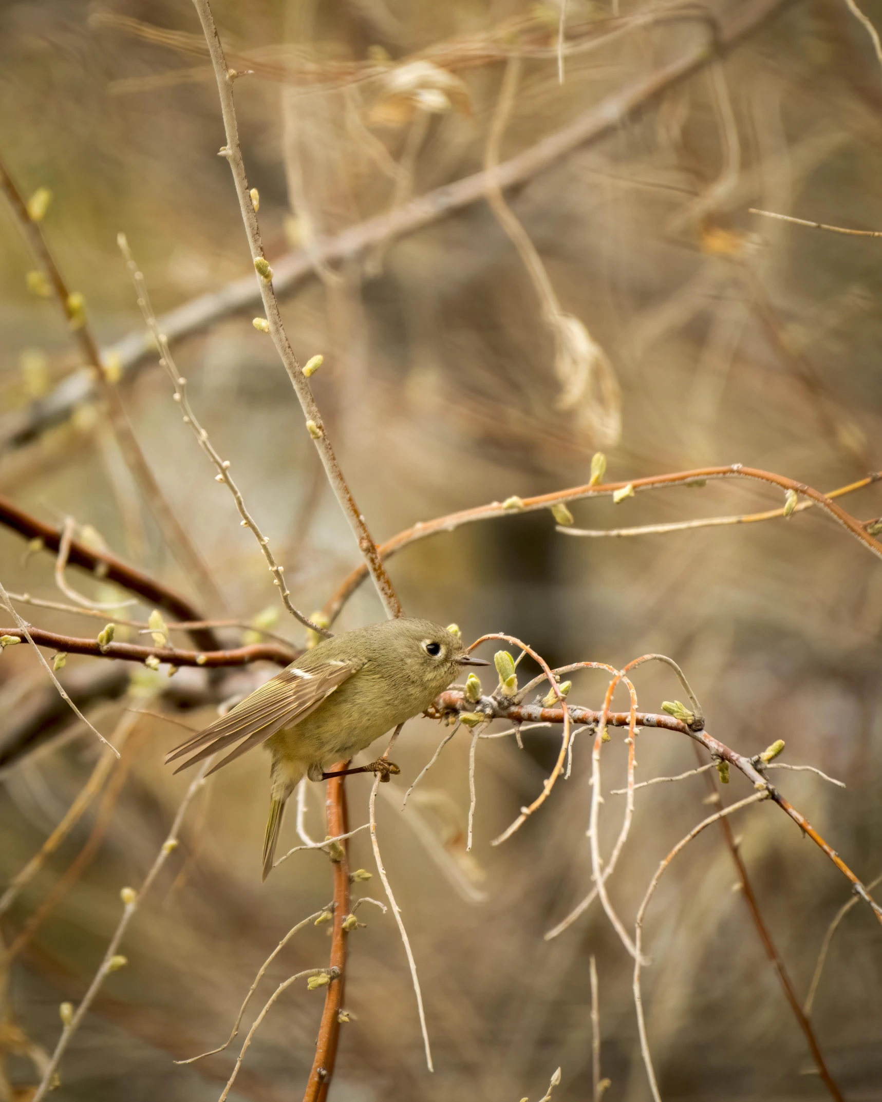 bird sitting in tree nch outside in daytime