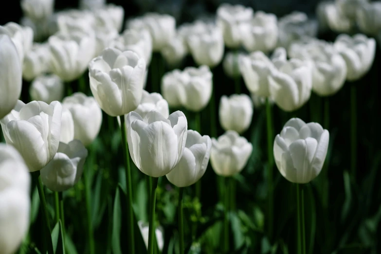 several large tulips with long leaves in a field