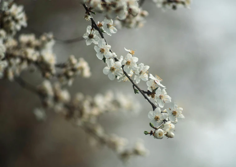 close up of nch with white flowers, on cloudy day