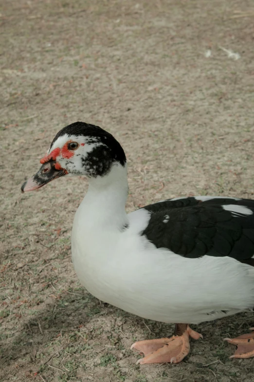 a duck stands in the sand outside in a bird's habitat