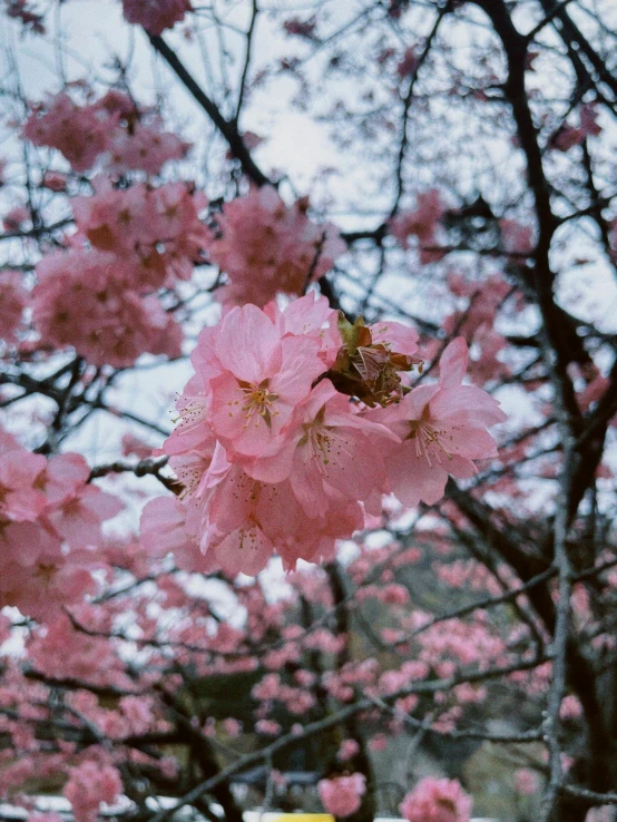 pink flowers are blooming from trees that grow on the street