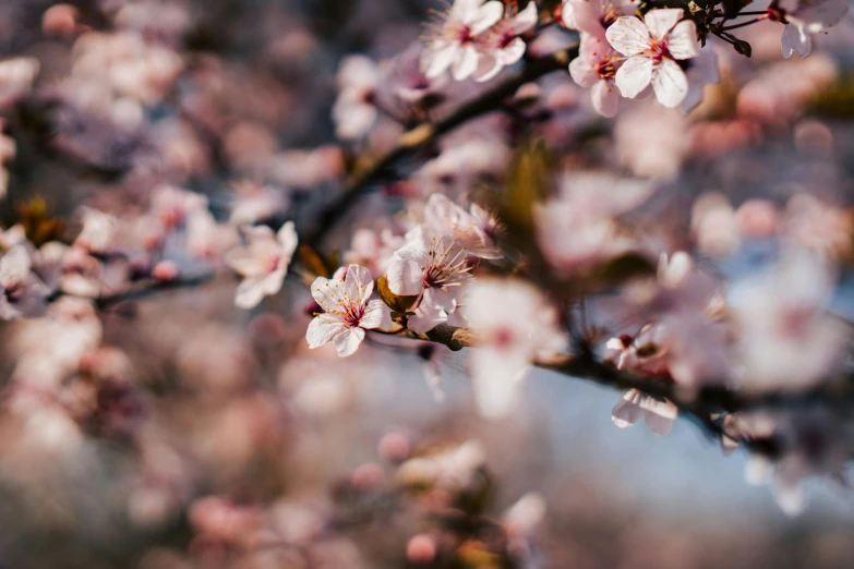 blossoms are pictured growing on a small tree