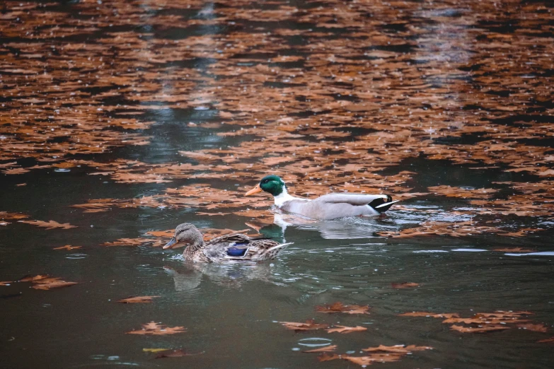 a mother duck and her offspring swim side - by - side in a lake