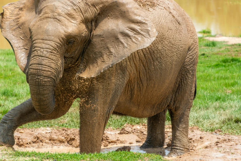 an elephant that is standing in the mud