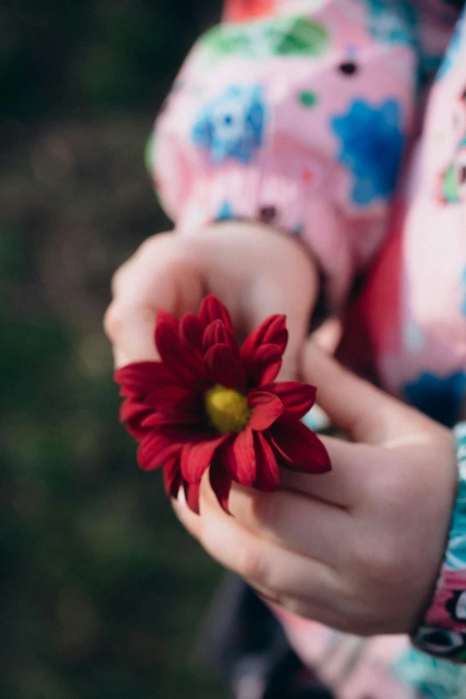 closeup of a child's hand holding a single flower