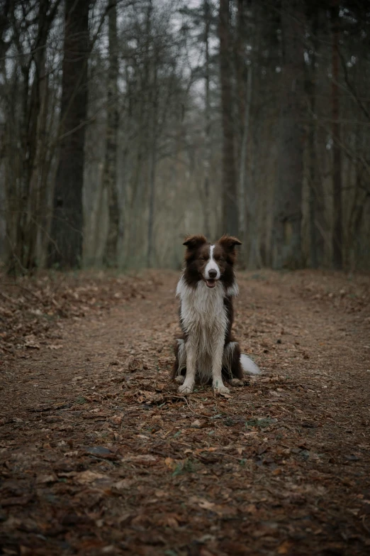 a brown and white dog in the woods