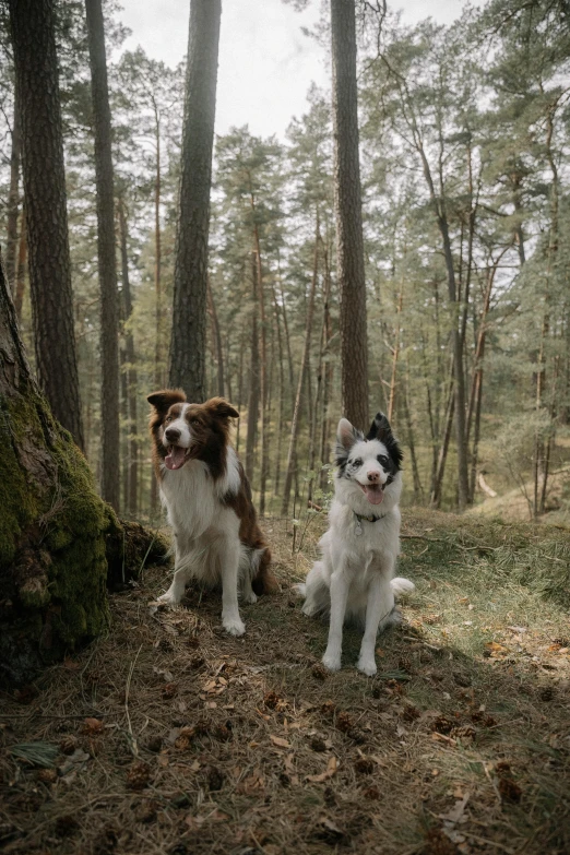 two dogs in the woods sitting on the ground