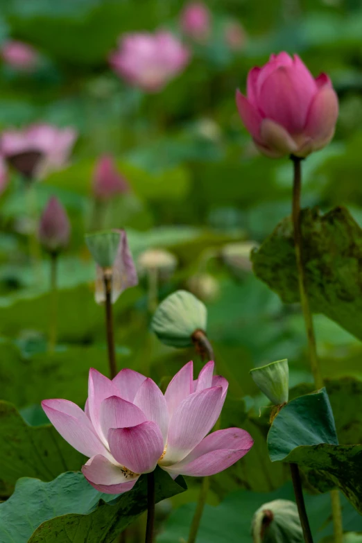 two flowers growing in the middle of a green plant