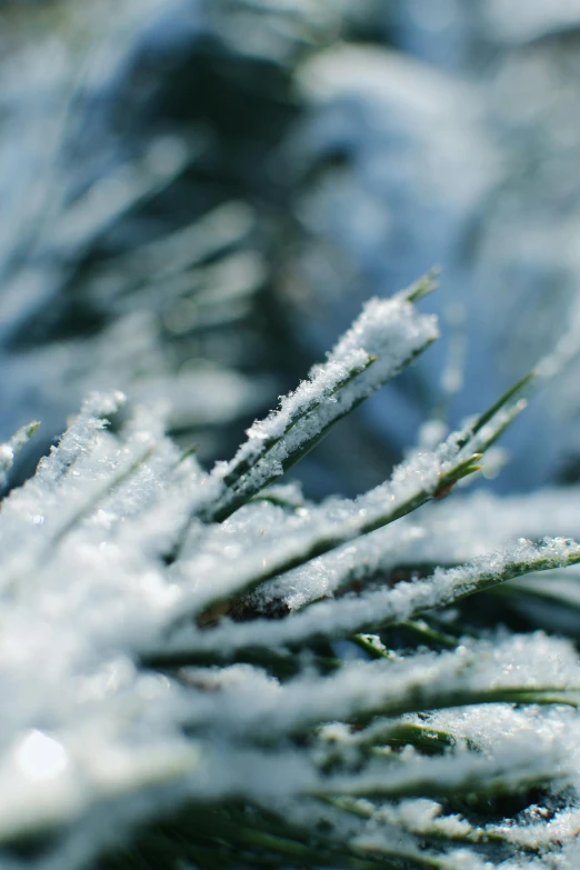 a close up view of snow covered nches