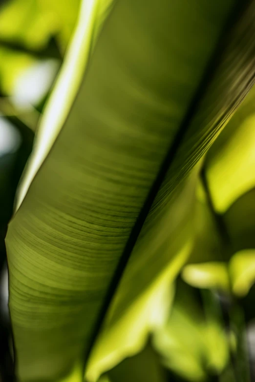 a green banana leaf with an interesting blur