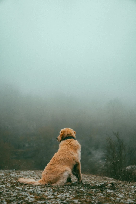 a dog sits in the fog on a rock hill