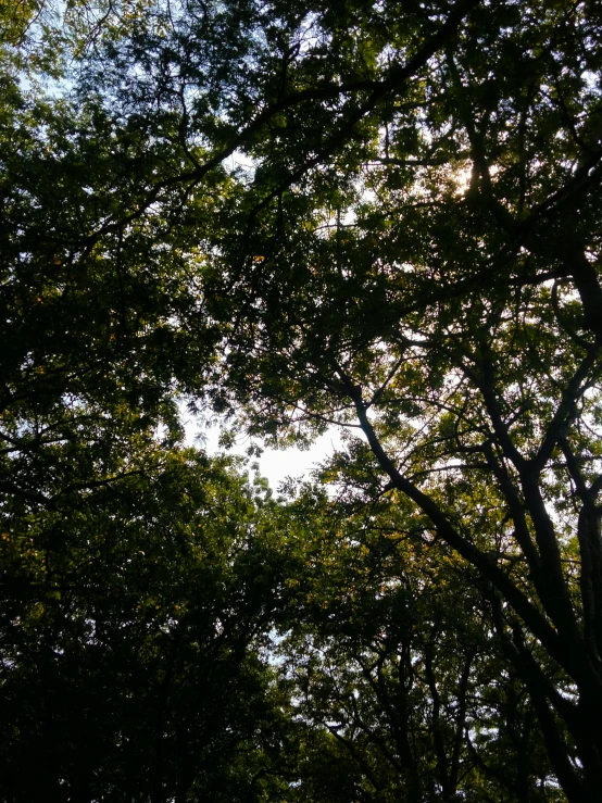 the sun is shining through the trees in the park