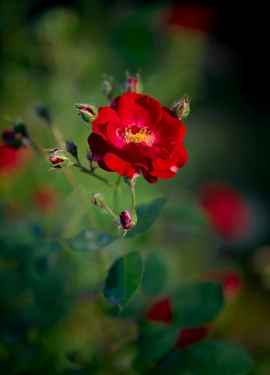 an odd shaped flower that is in some green leafs