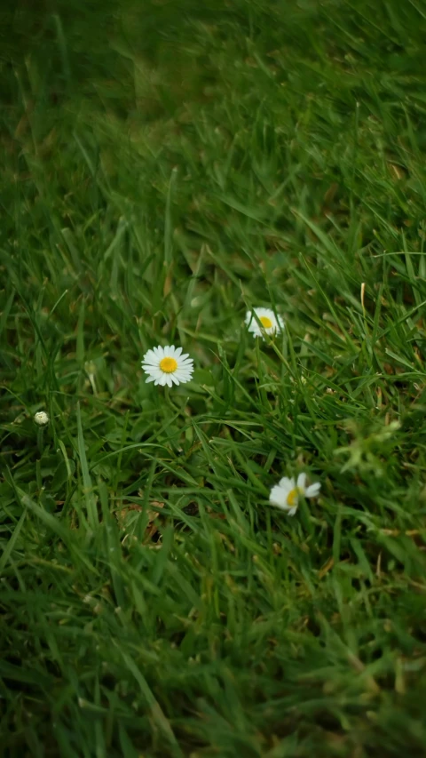 two white flowers are in a grassy area