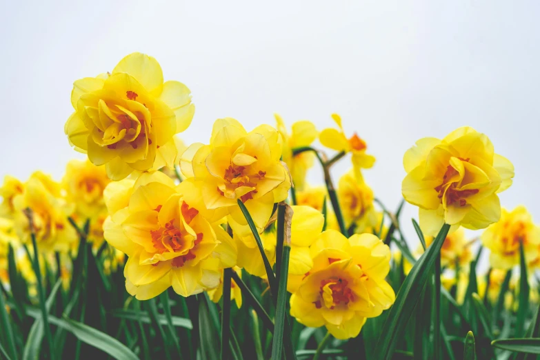 a field of flowers growing in a group