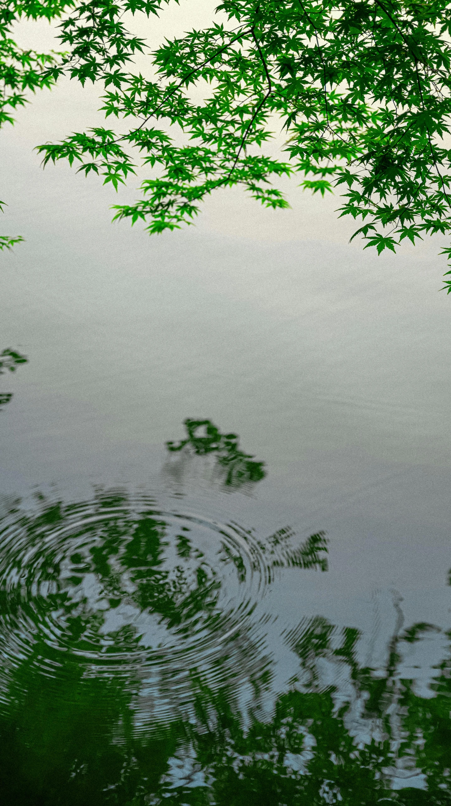 leaves and tree nches are reflected in the still waters