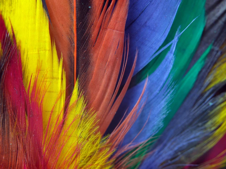 the colorful feathers of a bird are arranged in different colors