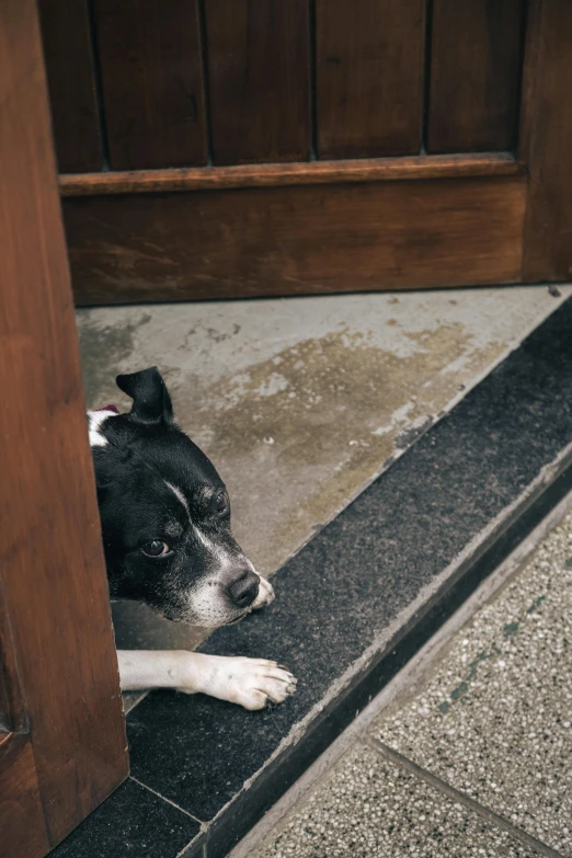 a dog sleeps in front of a door frame
