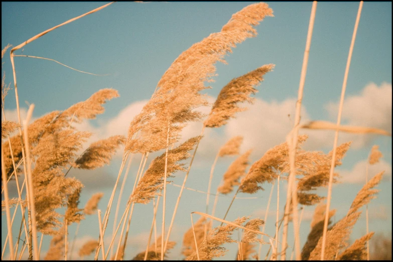 some brown plants and blue sky with clouds