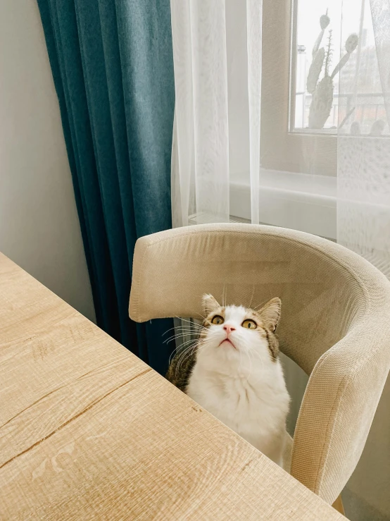 a cat that is looking out of a window