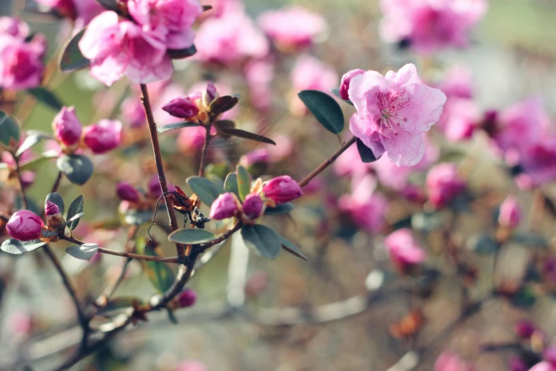 a bush with flowers on it in a field