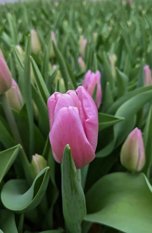 some flowers that are growing in a field