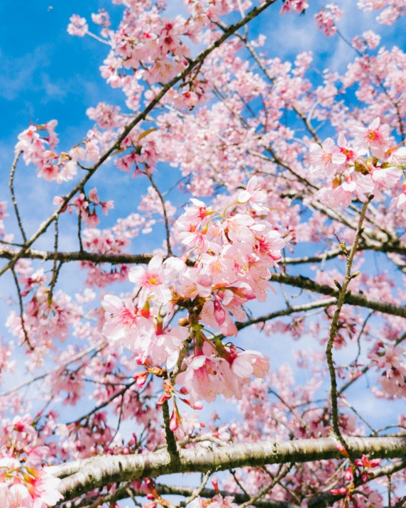 a view looking up at several flowering flowers on a tree nch