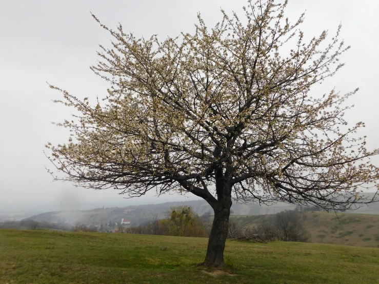 an apple tree sitting in the middle of a lush green field