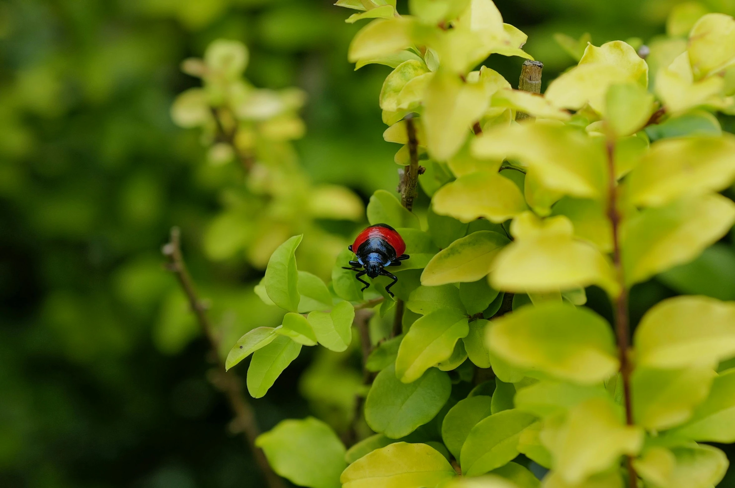 a lady bug crawling on the side of a leafy plant