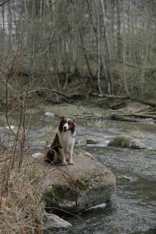 the dog is sitting on rocks in the river