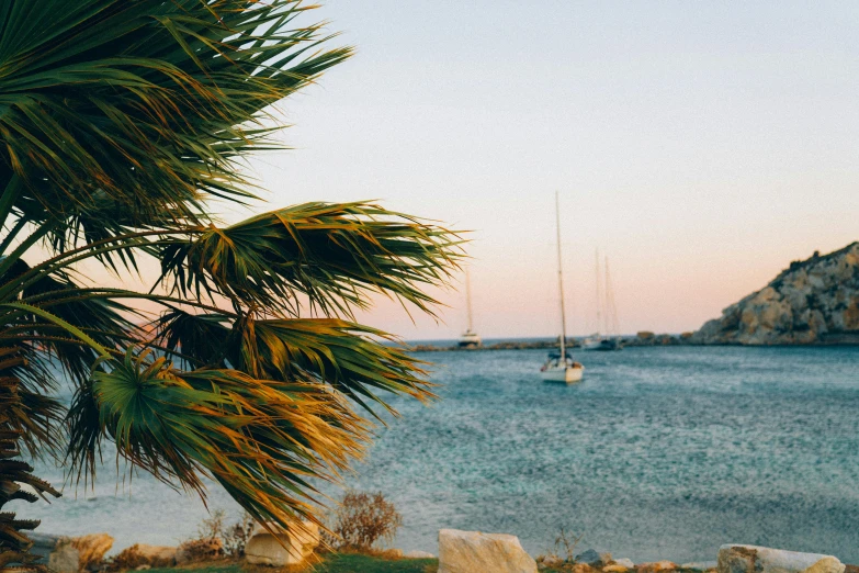 a palm tree next to a large body of water