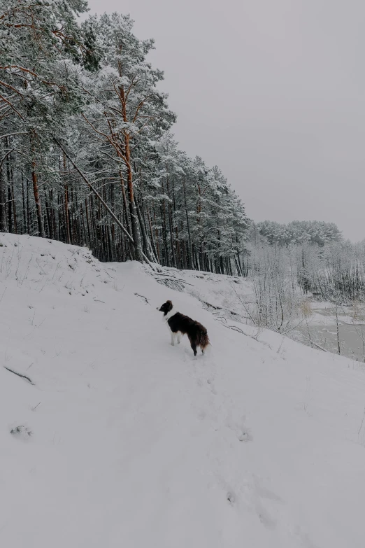 a black dog on the side of a snowy hill