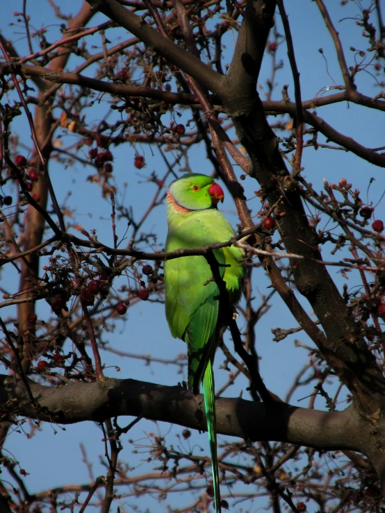 a green parakeet perches on a tree nch