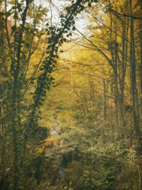 an empty road going through the woods with lots of trees