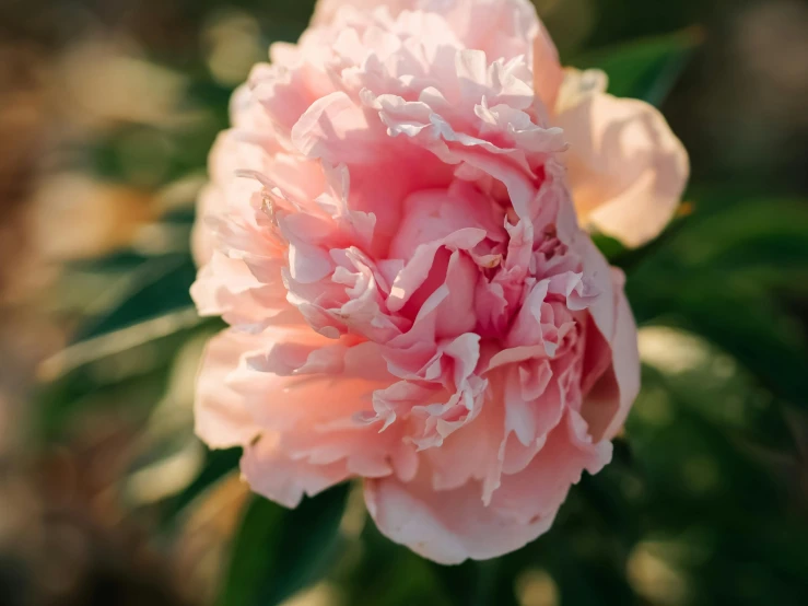 a pink flower with green leaves around it