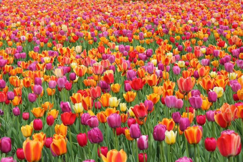 a large field full of colorful flowers in the middle of it