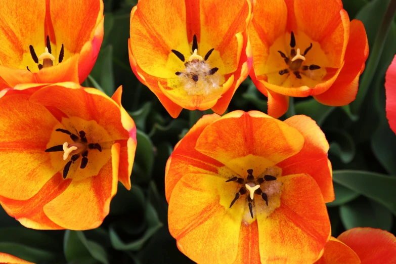 many orange flowers with brown markings in the middle