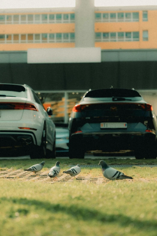a couple of birds standing on the grass in front of some cars