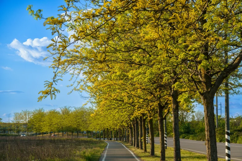 a street with lots of trees next to it