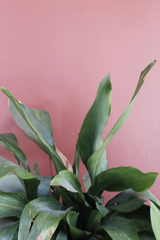 some green leaves on top of some pink walls