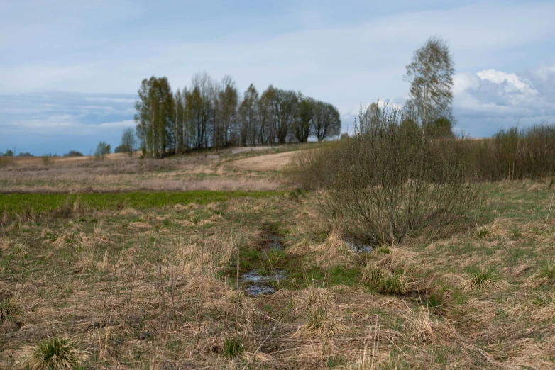 a picture of a field with grass and trees